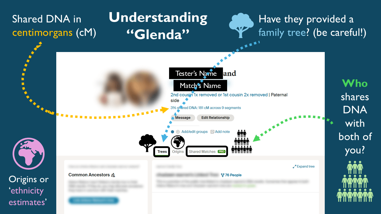 TalkingDNA-Interface Infographic titled 'Understanding Glenda' showing how to interpret a DNA match result. Highlights include shared centimorgans (cM), possible relationships, family tree availability, ethnicity estimates, and shared matches. Arrows and icons guide users to key features for analyzing genetic connections